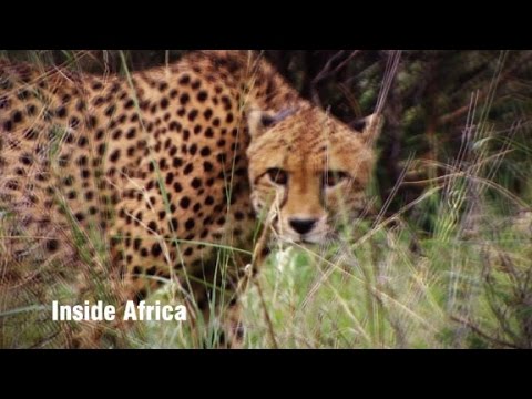 IA: Namibian Cheetah Trailer