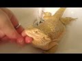 How to help a Bearded Dragon shed- Awesome ...