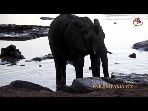 Namibia erleben/Teil 57-Etosha 2019-Teil2