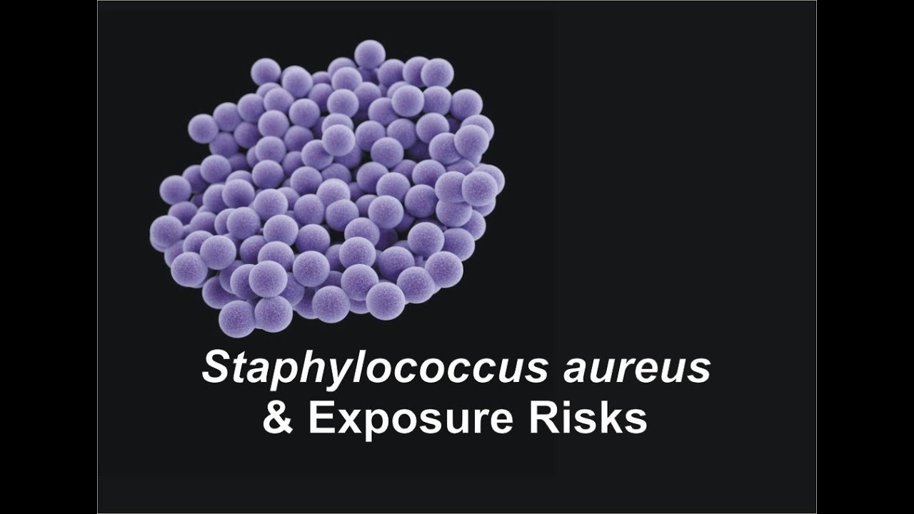 Staphylococcus aureus & Exposure Risks - YouTube