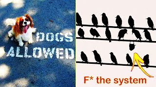 Badass Animals Who Don’t Care About Your Stupid Rules 「 funny photos 」