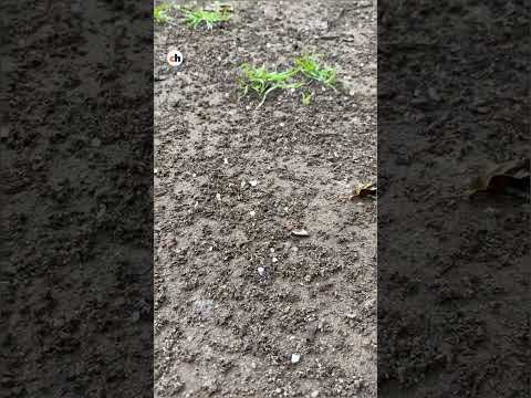 Granizó en San Francisco del Monte de Oro en el primer día del invierno