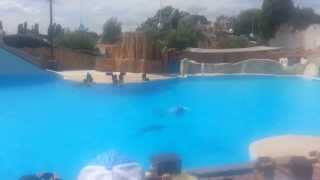 preview picture of video 'dolphin show at Asterix Park-1'