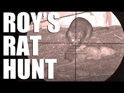 Fieldsports Britain – Roy’s rat hunt Fieldsports Britain – Roy’s rat hunt