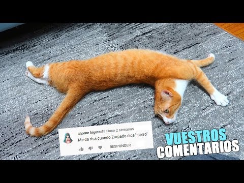 REACTION TO YOUR COMMENTS