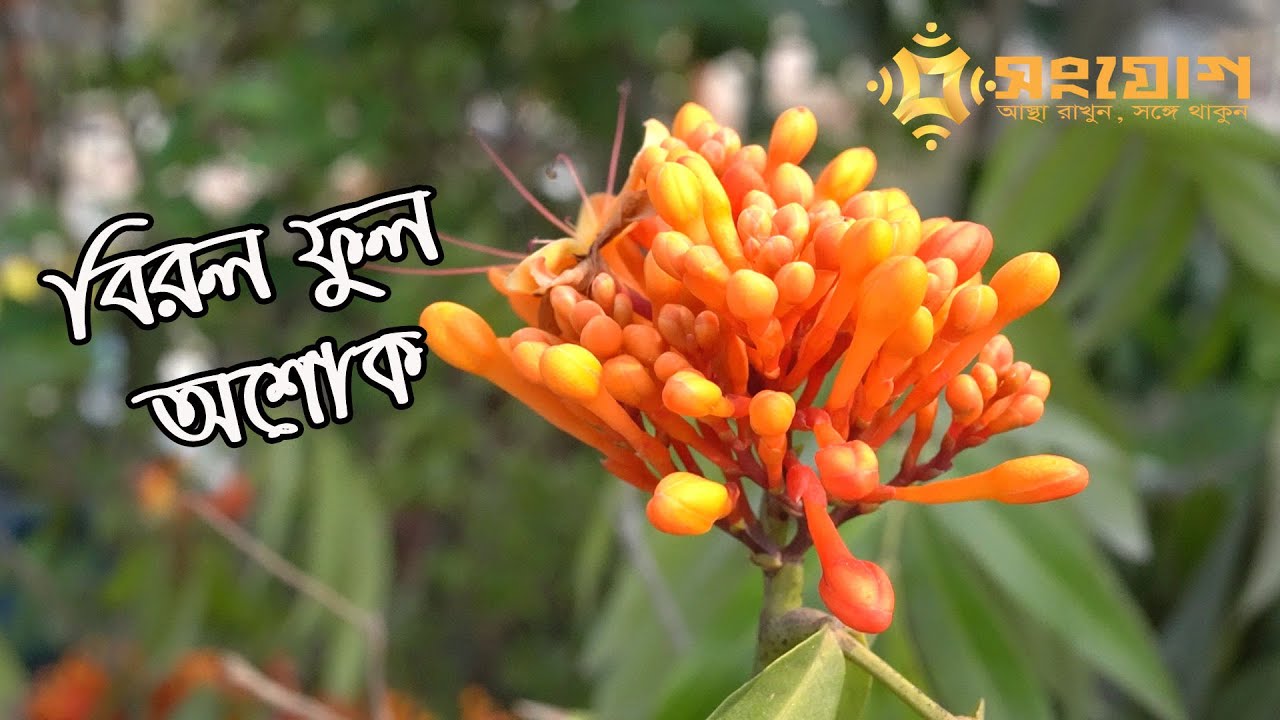 বিরল ফুল অশোক