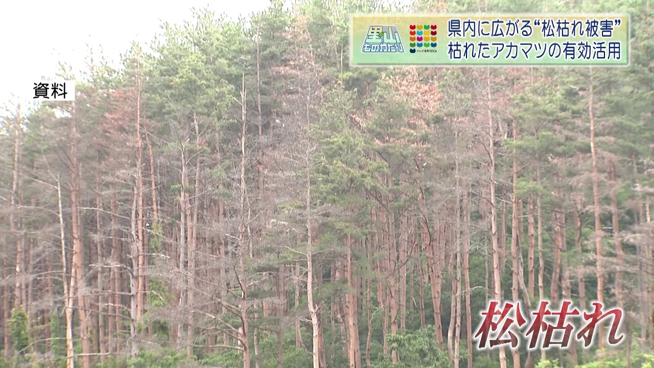 県内に広がる松枯れ被害　枯れたアカマツの有効活用【里山ものがたり168話】