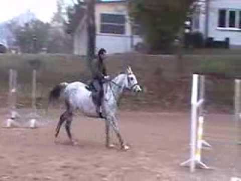 9 jähr Clearway Stute ChirpyWellness