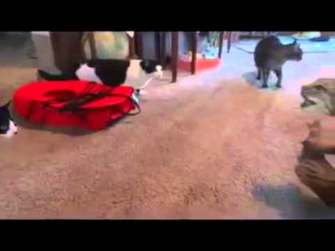 فدويو ولا اروع شاهد حتى النهاية