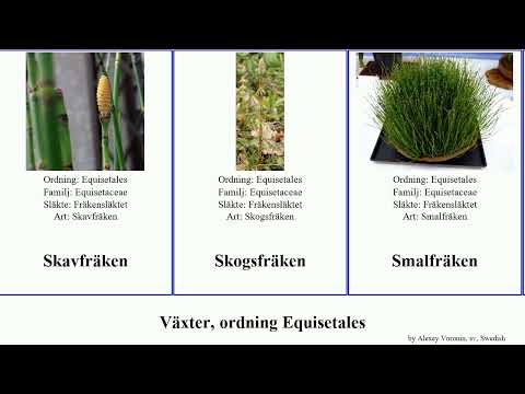 Växter, ordning Equisetales plants Sjöfräken Gotlandsfräken Jättefräken Shoshanim Åkerfräken Jams