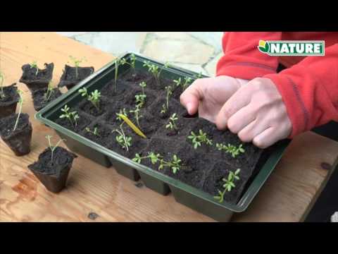 PROPAGATOR 6020204