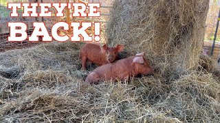 They’re HERE! Bringing Home Our New Piglets