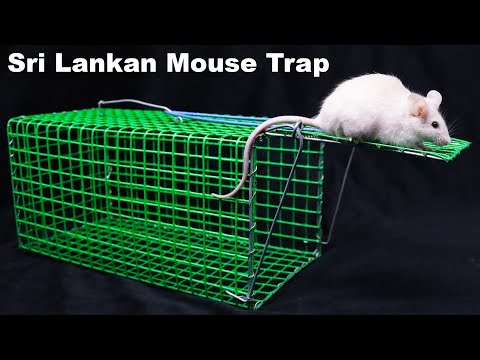 Sri Lankan Mouse Trap - Handmade and Effective - Mousetrap Monday