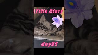 Titia Diary14「仔猫お迎えしました」【day49to52】 #アメリカンショートヘアー #シルバータビー #shorts