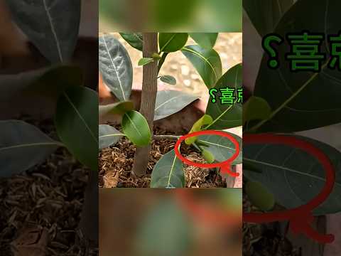 226 Days of Growing Jackfruit From a Cutting