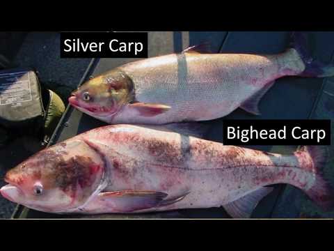 TN WildCast 86 - TWRA’s Most Wanted, Asian Carp