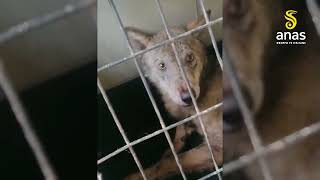 ecco-le-immagini-del-salvataggio-del-lupo-rimasto-ferito-in-irpinia-a-lioni