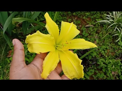 My Garden's 3 types of Daylilies||Beauty of Daylilies //Fahmida's Gardening#Shorts