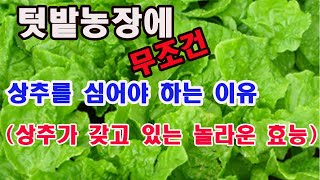 텃밭농장에 무조건 상추를 심어야 하는 이유-상추가 갖고 있는 놀라운 효능 (텃밭농장 채소작물, 상추 재배, …