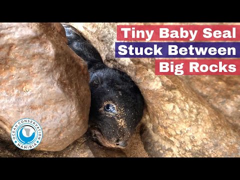 Tiny Baby Seal Stuck Between Big Rocks