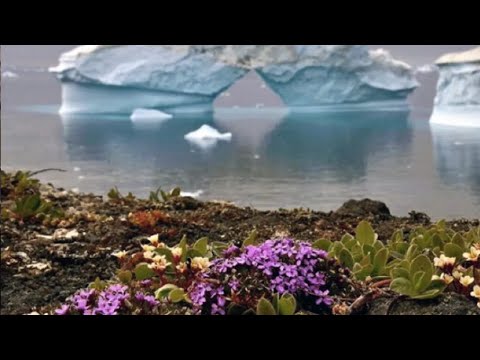 Flowers Are Blooming in Antarctica - vyrval  | Viral Tiktok Song