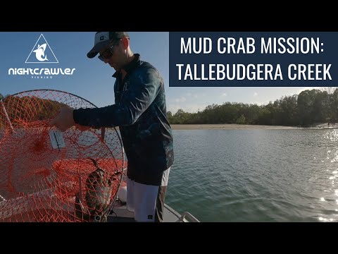 Mud Crab Mission: Tallebudgera Creek