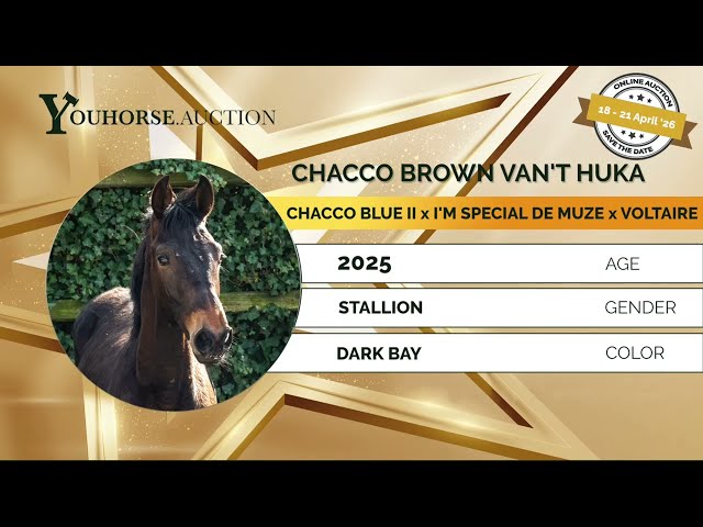 Chacco Brown van't Huka