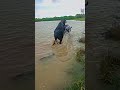 Buffalo Meeting Short Buffalo Viral