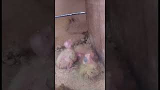 Download lagu FALK PARKIT AUSTRALIA. mp3