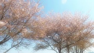永尾勇祐「また会えるその日来るまで」1st Demo Lyric Video