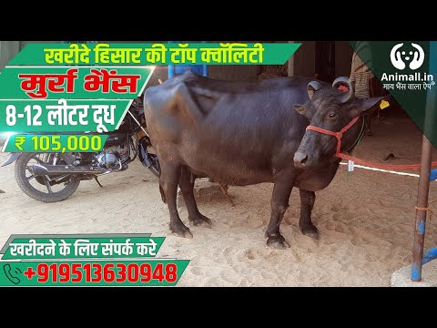 Black murrah buffalo, 12 liter per day