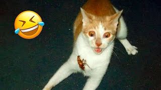 Animal Videos Watch HD Mp4 Videos Download Free Animal Videos Watch HD Mp4 Videos Download Free