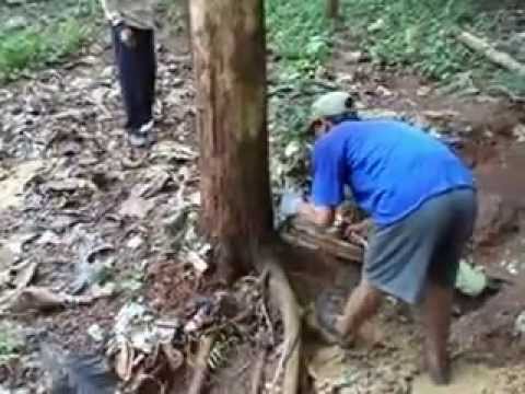 Superior Teak Tree Felling Age of 5 Years (Tectona grandis)