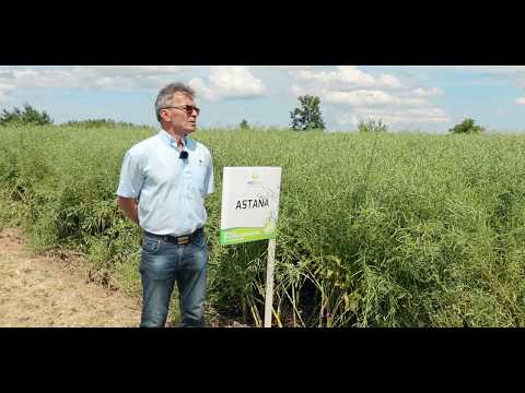 Rzepak ozimy Astana (pomorskie)