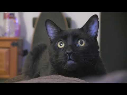 Sylvester's Diary 4 - Burn! (reupload)