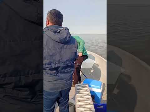 Mucho pique en Viamonte  Laguna La Gringa | Viamonte, Córdobao Reservas 3537603333 @los.amigospesca