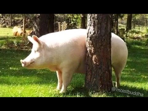 ‼️My part in THE HUMAN LIMIT‼️ (OFFICIAL AVERNUS SEQUEL????????) BY THE ELITE‼️‼️‼️