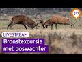 Kijk live mee met deze bronstexcursie met de boswachter | LIVESTREAM