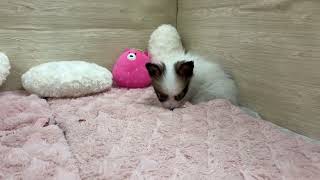 パピヨンの動画01