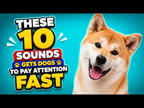 10 Sounds That Get Dogs' Attention Fast 🐶 SOUNDS DOGS LOVE