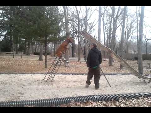 Ddks general agilty PPD DOG WORKING XXXL RED 138LBS!!!