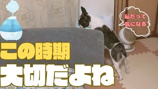 お肌が気になるフレブル🐶
