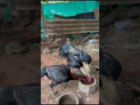 Dried bsfl, poultry feed supplements