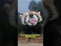Red Panda Wildlife Youtubeshorts