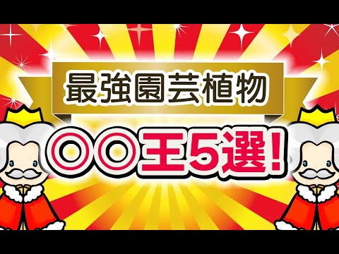 カール、コークスクリューラッシュが大好き 植物