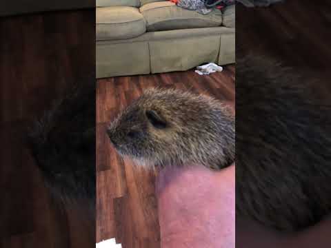 Louisiana Nutria Rat!!! Swamp People!!! Bayou Life!!! Cajun Living!!!