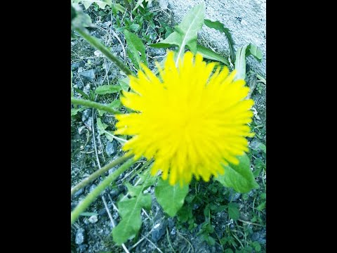 Näin kesä sunnuntaina