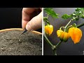 Growing Scorpion Chili Time Lapse - Seed To Fruit In 175 Days