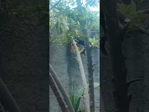 cidade de bonopolis GO