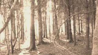 When I was in my Prime - A walk in the wood